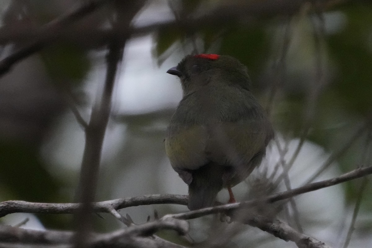 Blue-backed Manakin - ML625483922