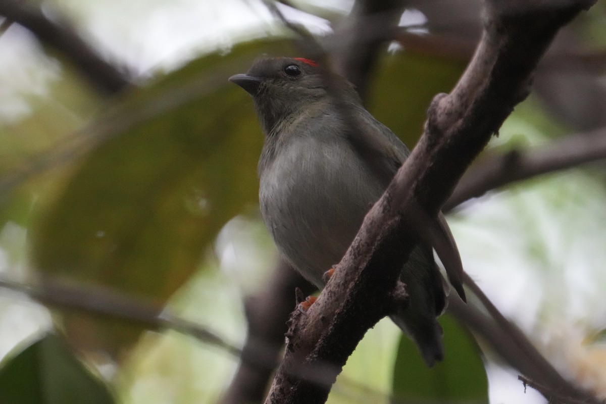 Blue-backed Manakin - ML625483928