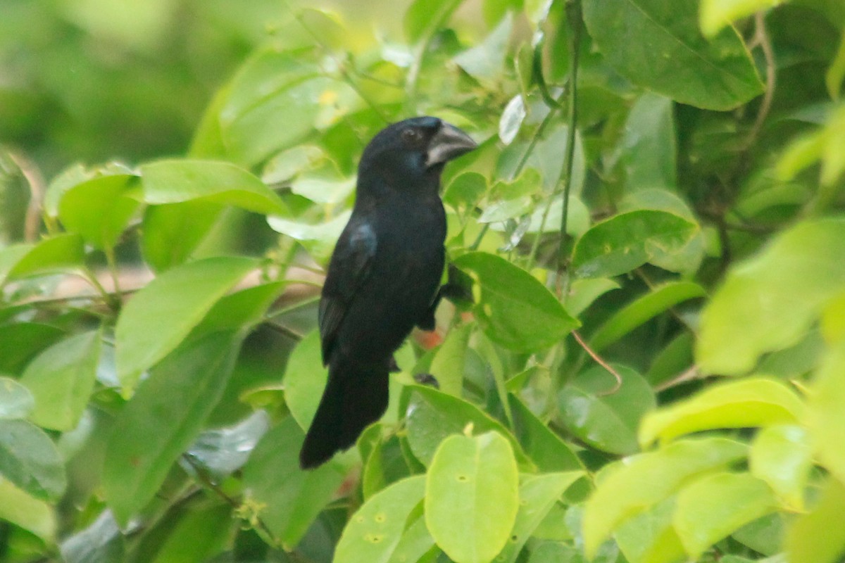 Blue-black Grosbeak - ML625483930