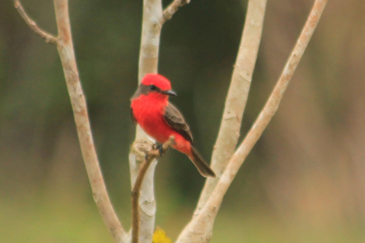 Vermilion Flycatcher (Northern) - ML625483961