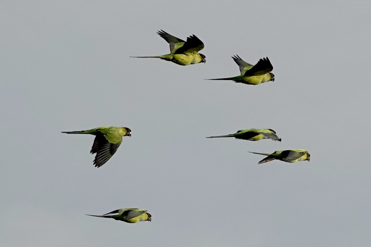 Nanday Parakeet - ML625484049