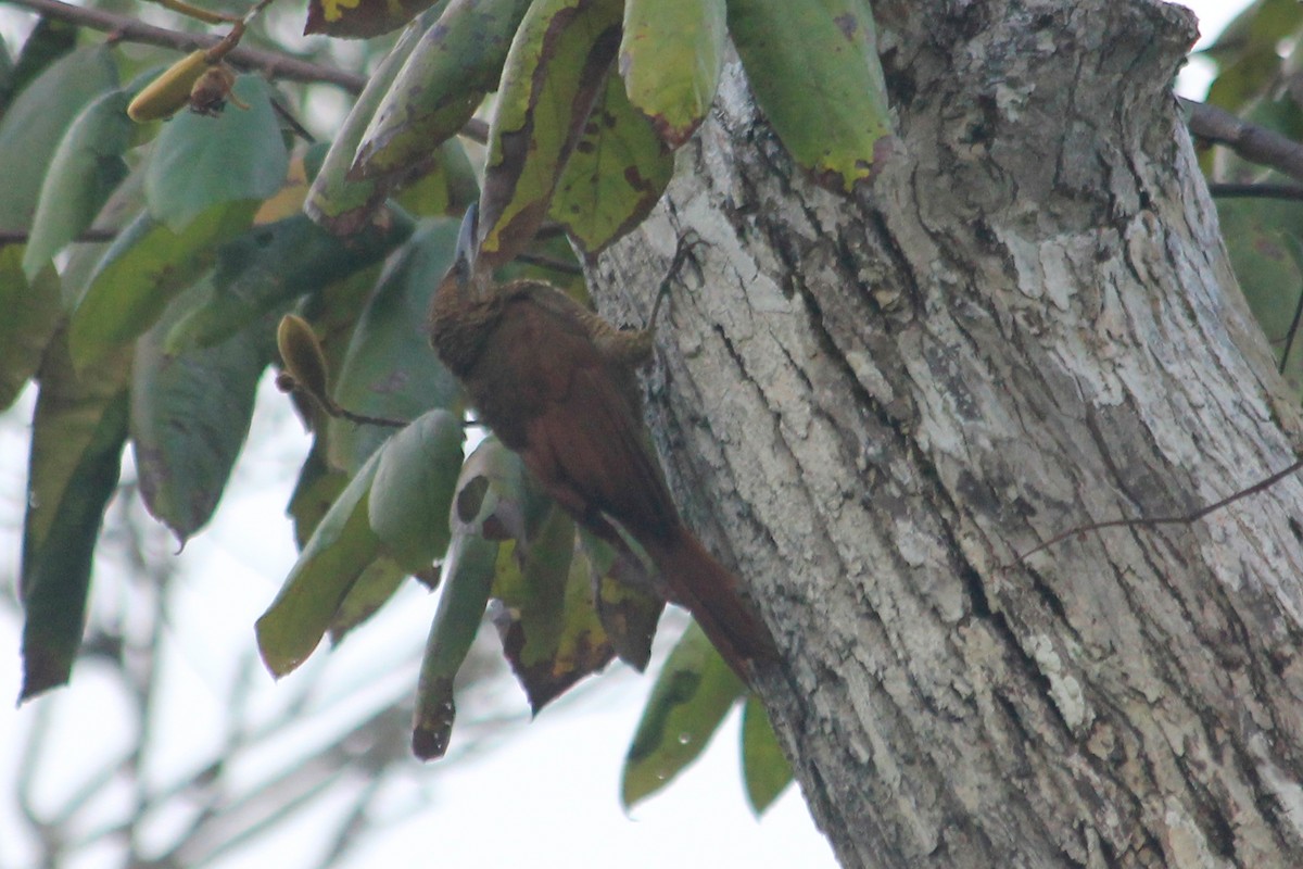 Northern Barred-Woodcreeper - ML625484072