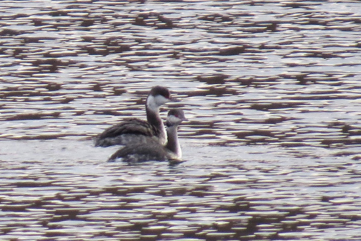 Horned Grebe - ML625484090
