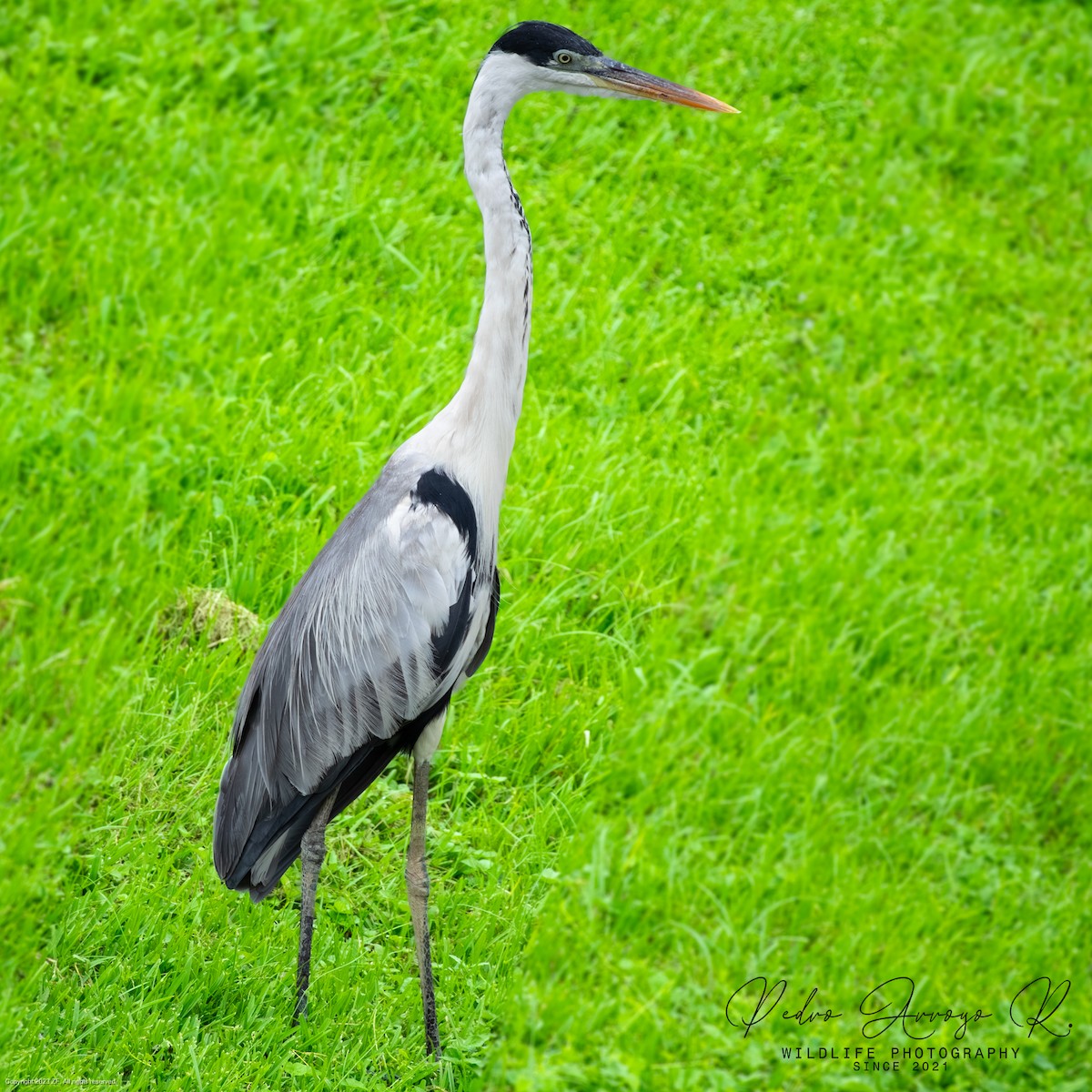 Cocoi Heron - ML625484095
