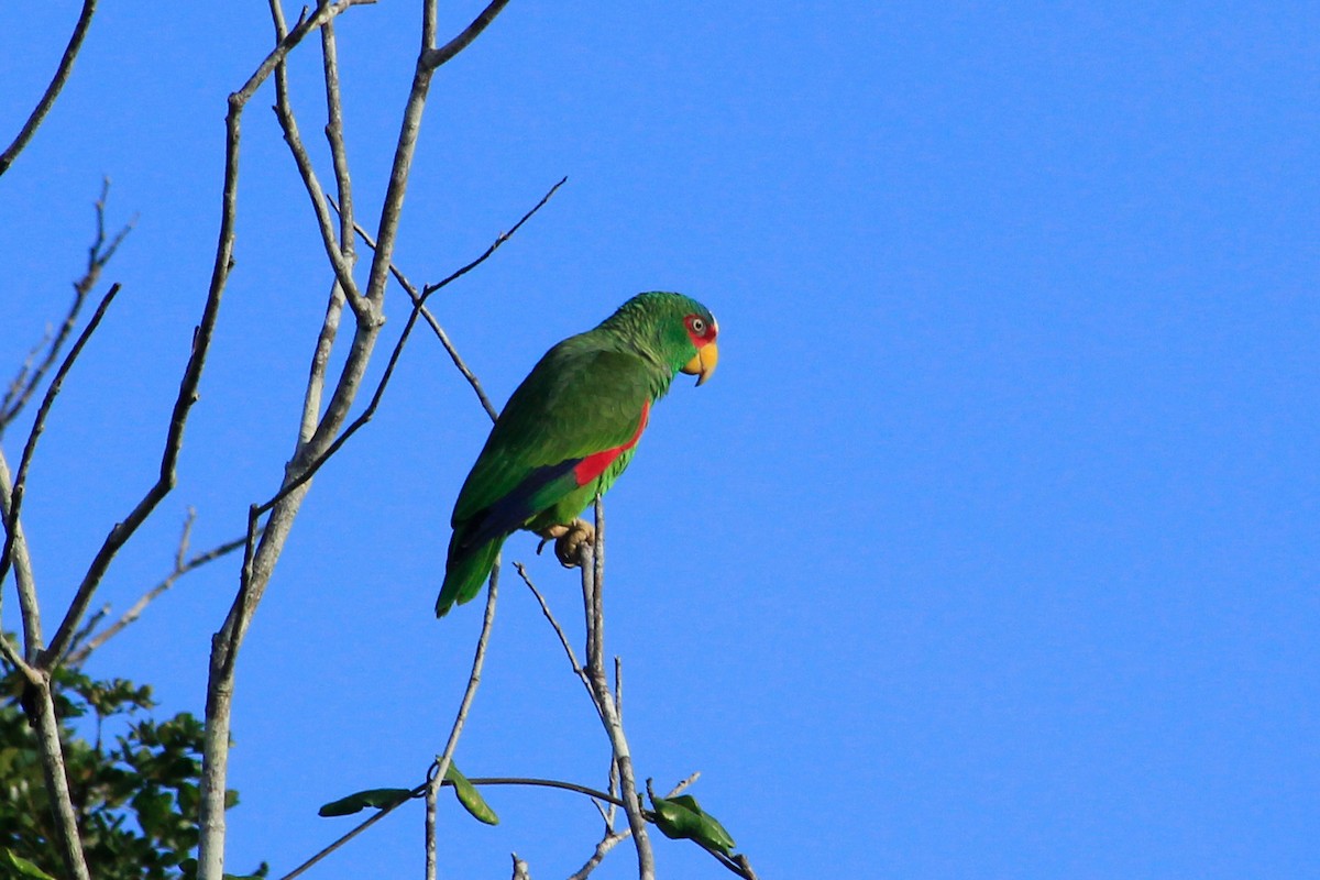 White-fronted Amazon - ML625484099