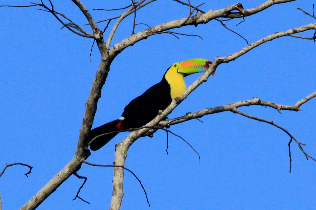 Keel-billed Toucan - ML625484110