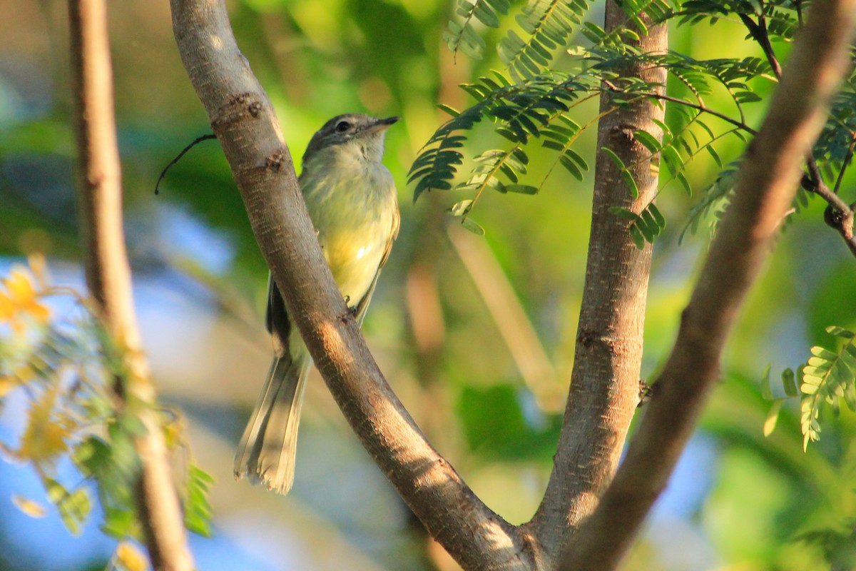 Greenish Elaenia (Greenish) - ML625484126