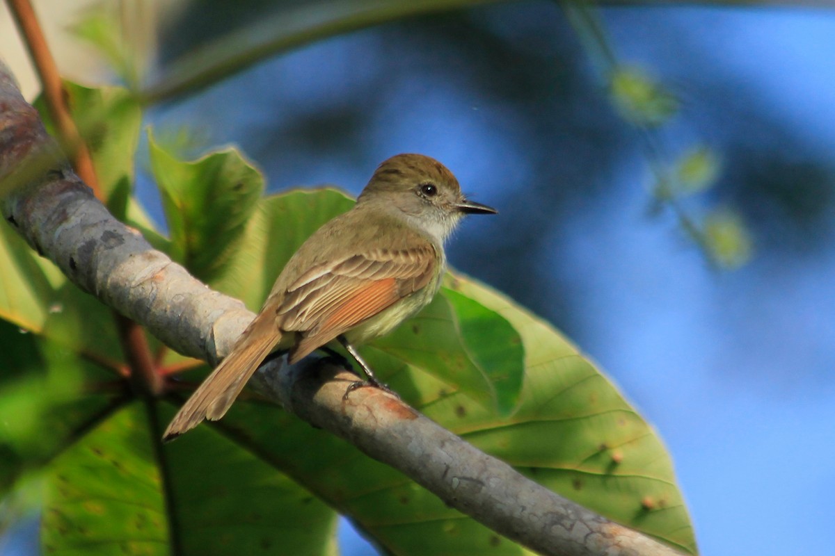 Yucatan Flycatcher - ML625484140