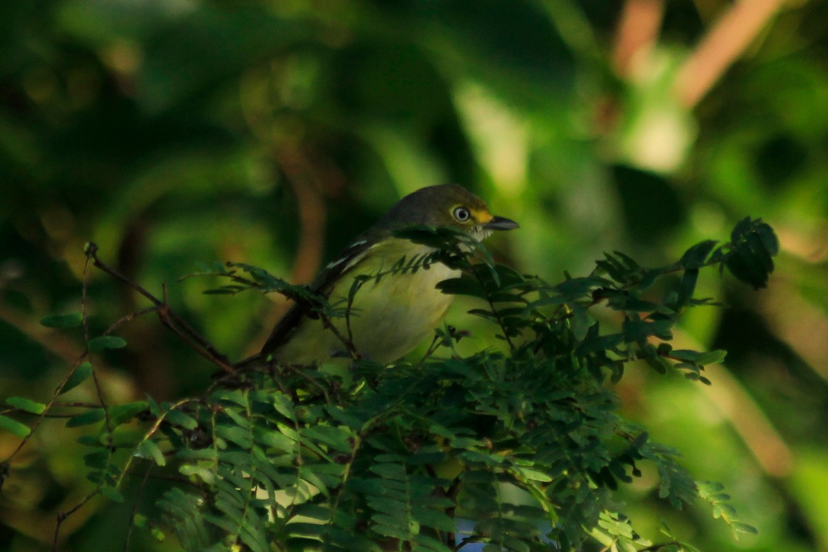 White-eyed Vireo - ML625484150