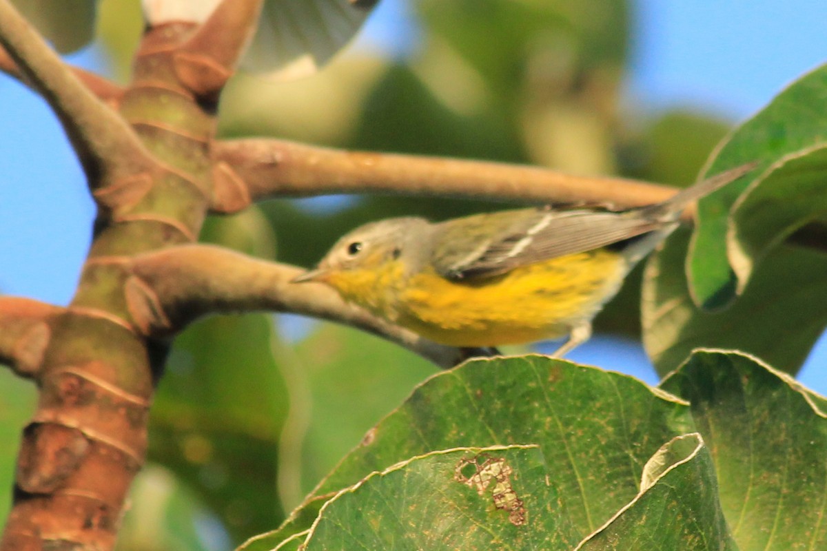 Magnolia Warbler - ML625484165