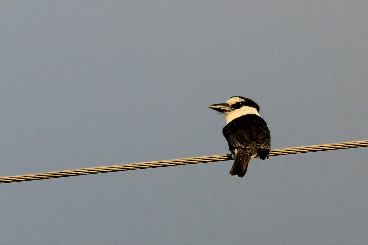 White-necked Puffbird - ML625484219