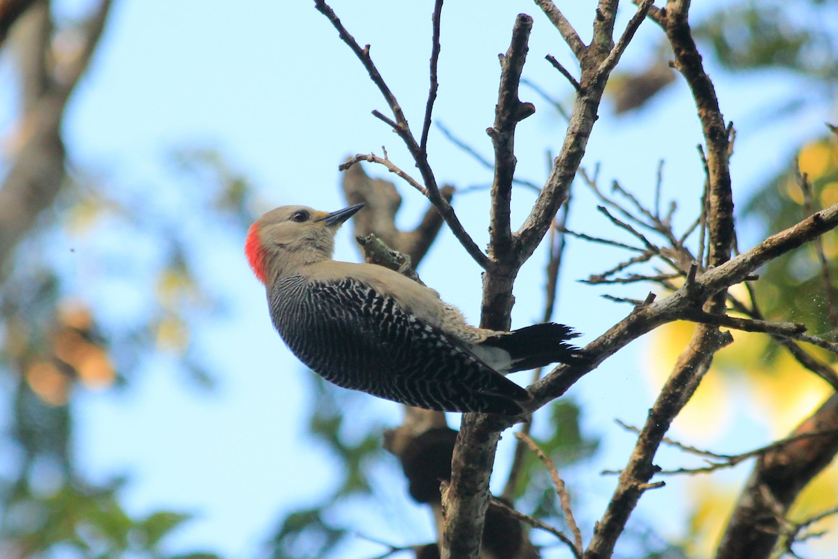 Yucatan Woodpecker - ML625484226