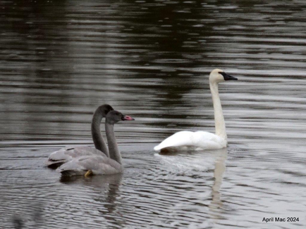 Trumpeter Swan - ML625484381