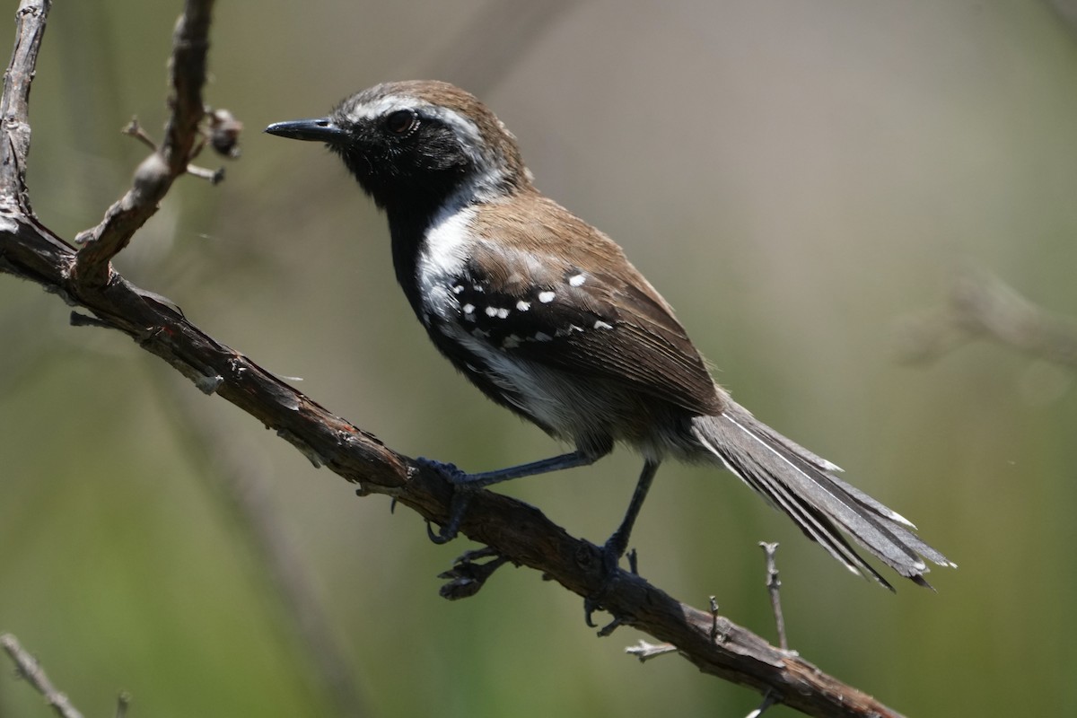 Sincorá-Ameisenfänger - ML625484416