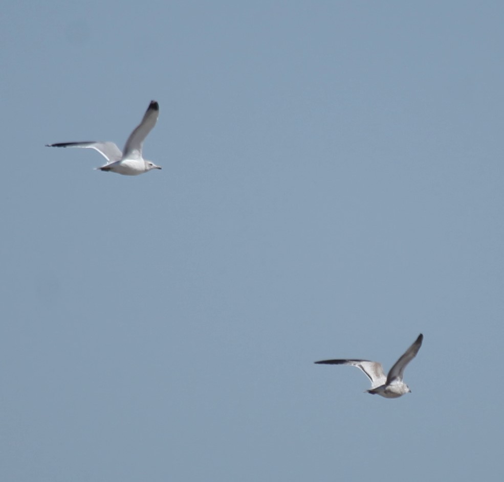 California Gull - ML625484434