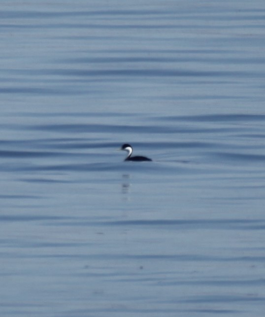 Western Grebe - Ken Lamberton