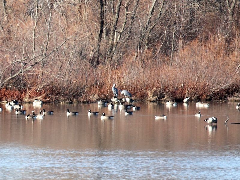 Sandhill Crane - ML62548451