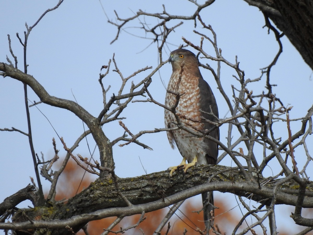 Cooper's Hawk - ML625484582