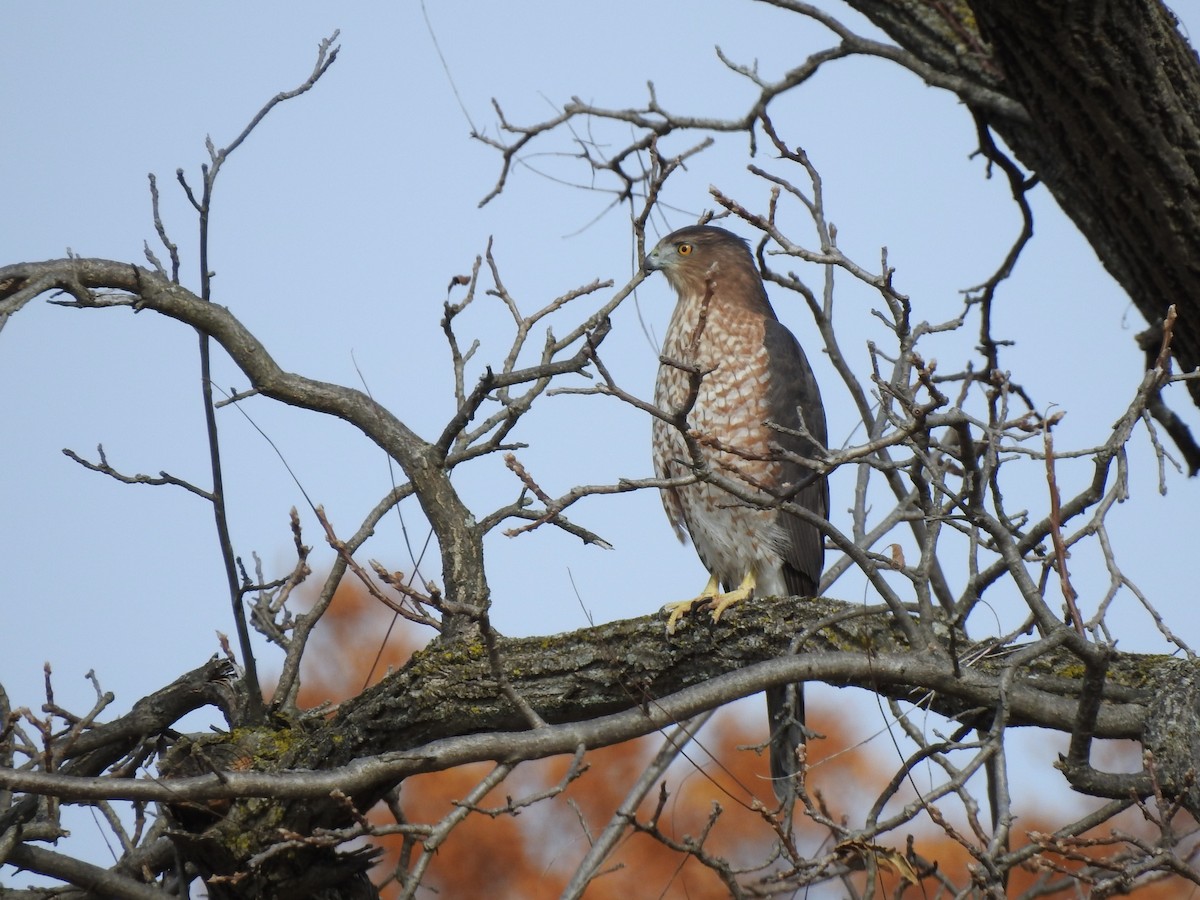 Cooper's Hawk - ML625484640