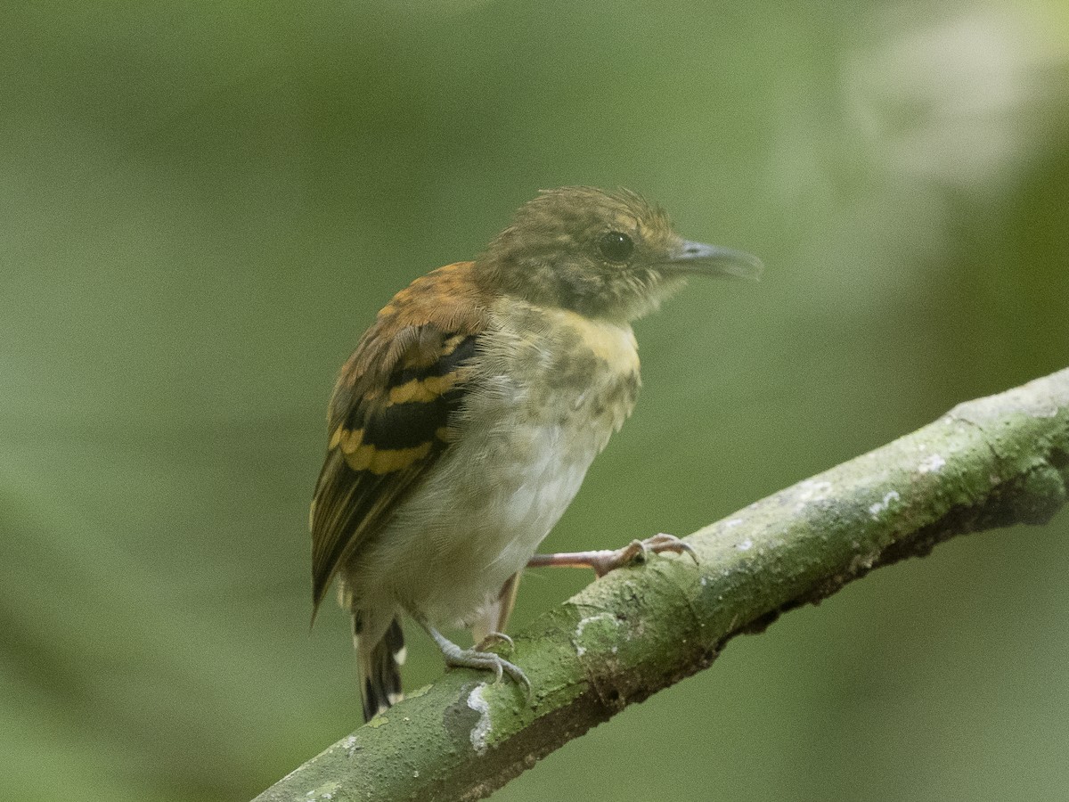 Spotted Antbird - Steven Hunter