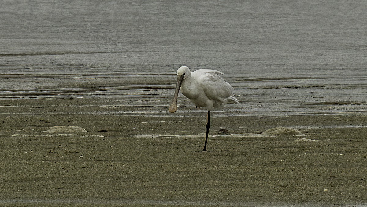 Eurasian Spoonbill - ML625484759