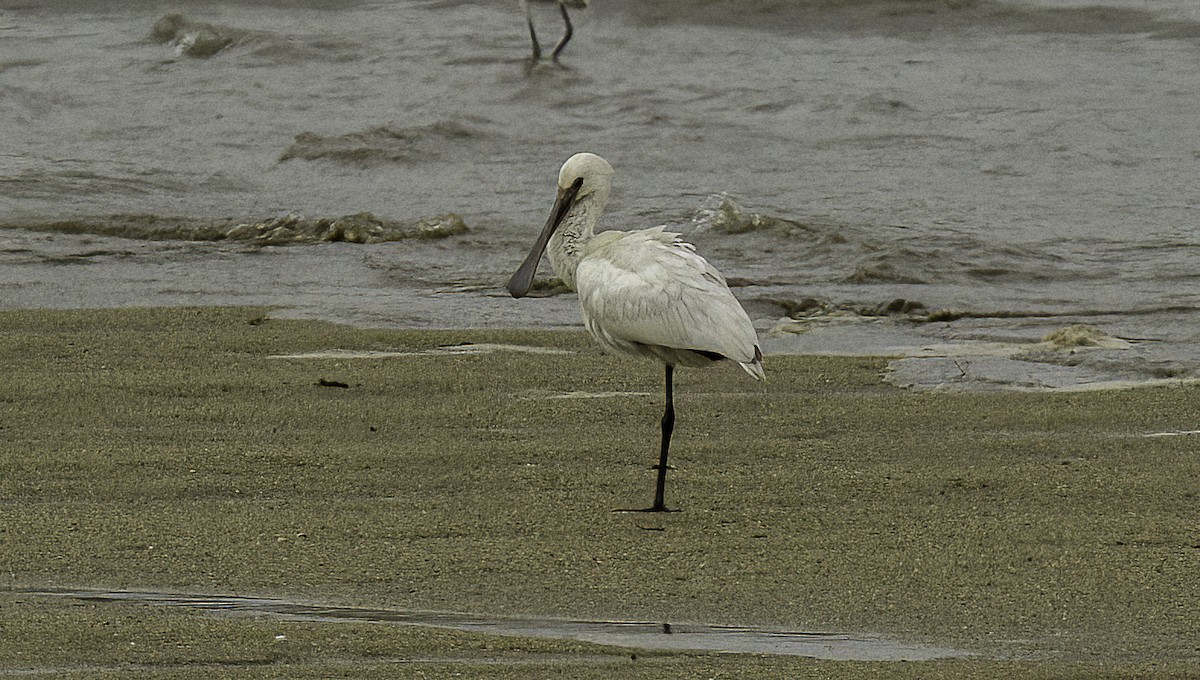 Eurasian Spoonbill - ML625484761