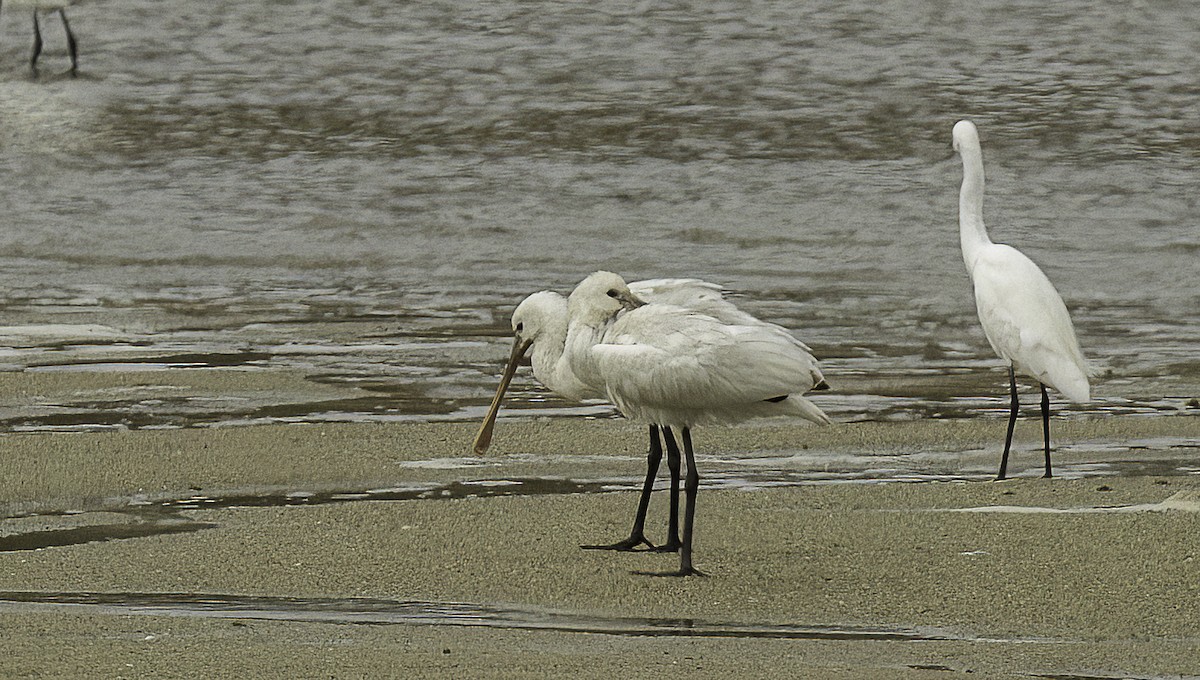 Eurasian Spoonbill - Francisco Pires