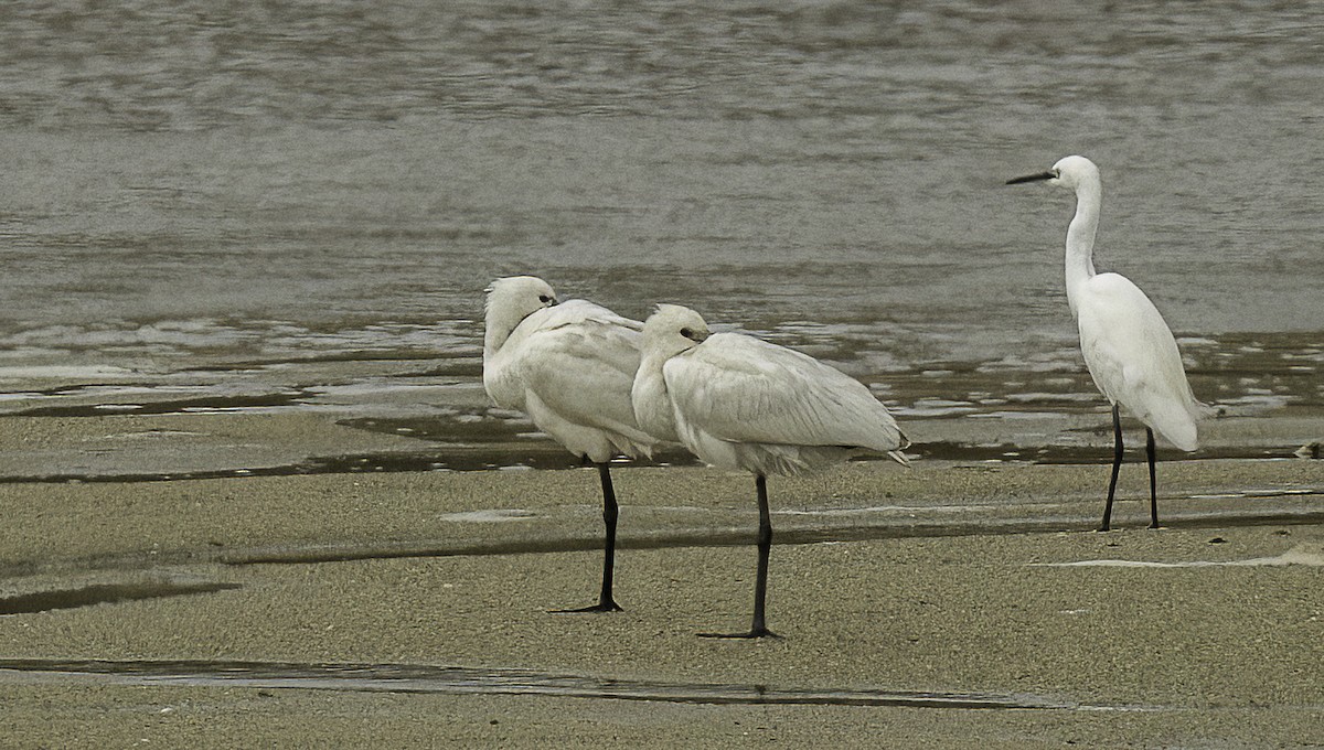 Eurasian Spoonbill - ML625484773