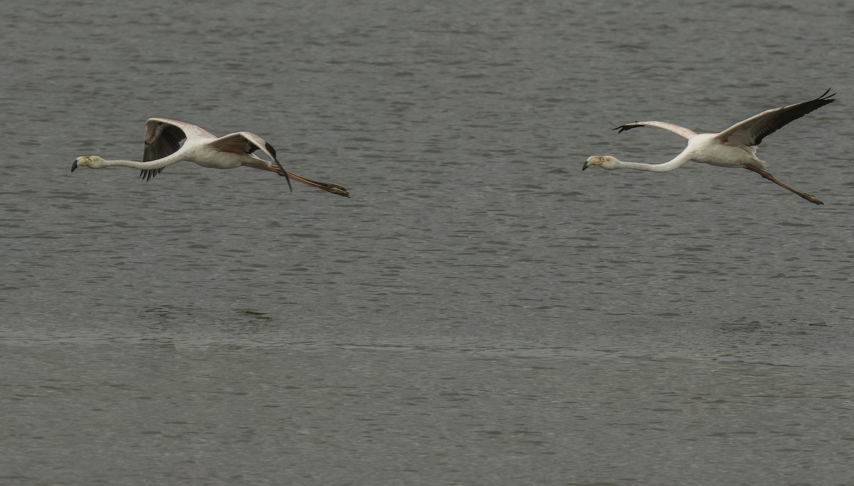 Greater Flamingo - ML625484818