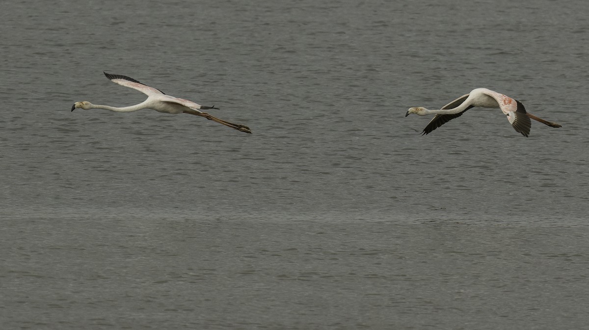 Greater Flamingo - Francisco Pires