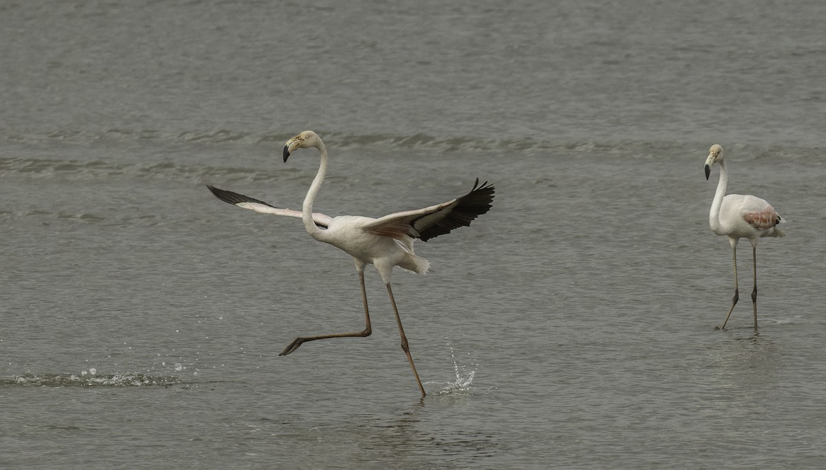 Greater Flamingo - ML625484826