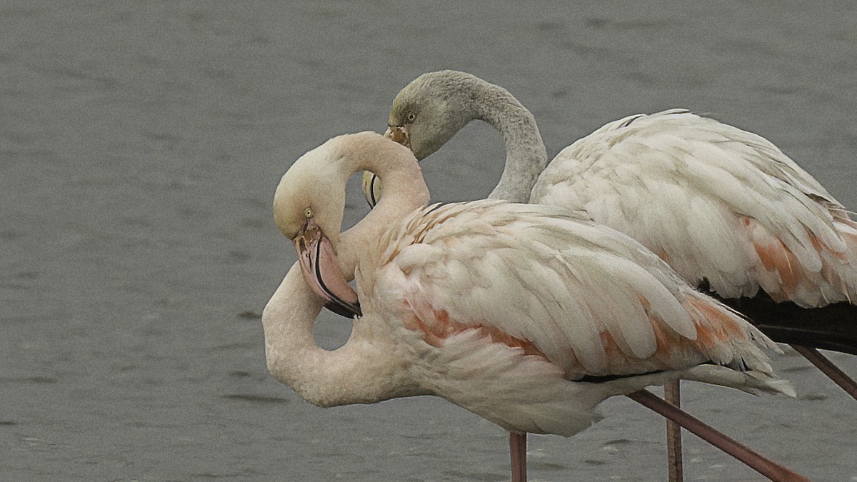 Greater Flamingo - ML625484830