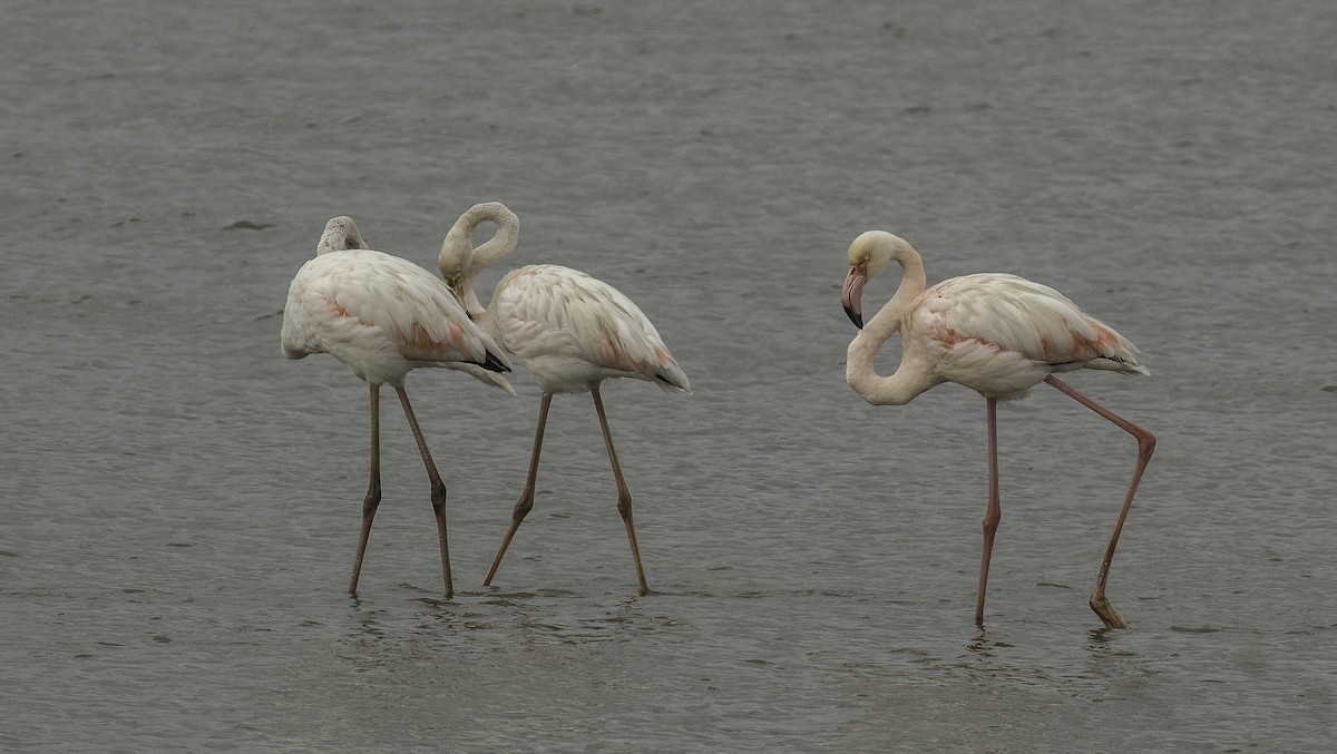 Greater Flamingo - ML625484840