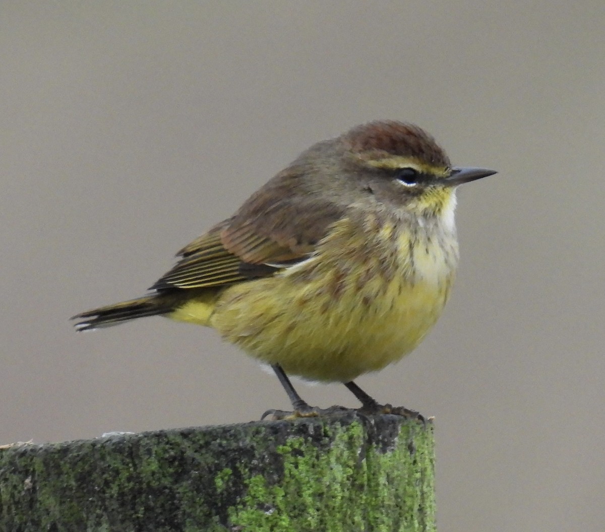 Palm Warbler - Steven Vozzo