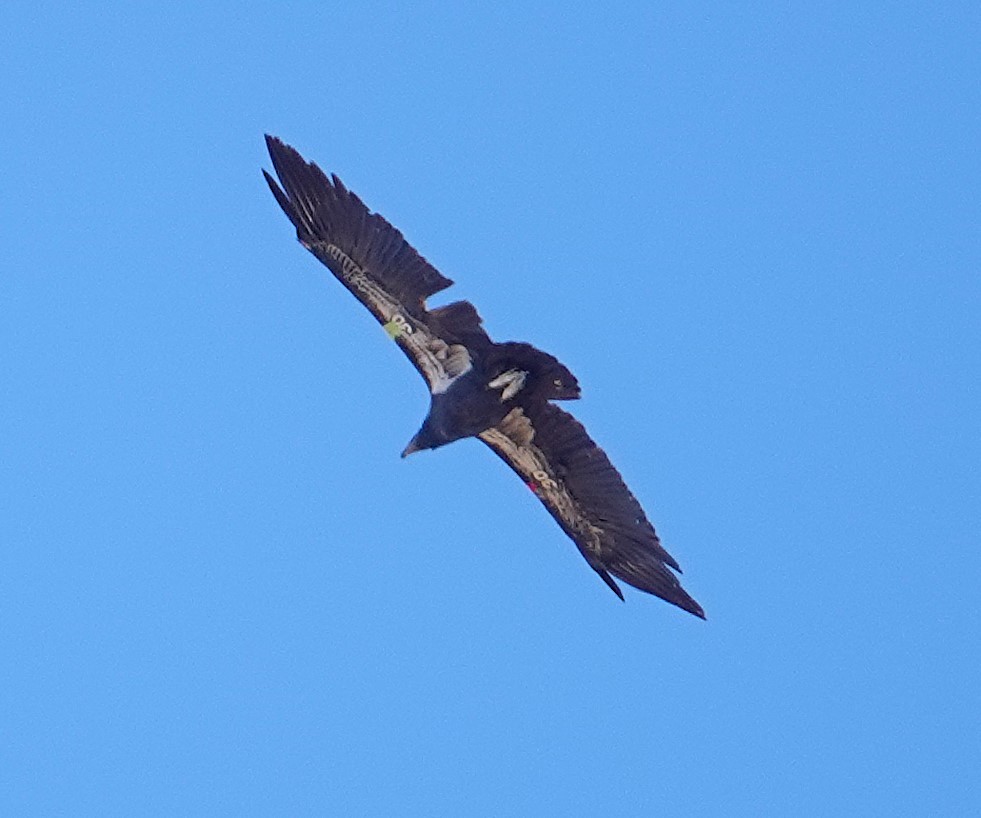 Condor de Californie - ML625484846