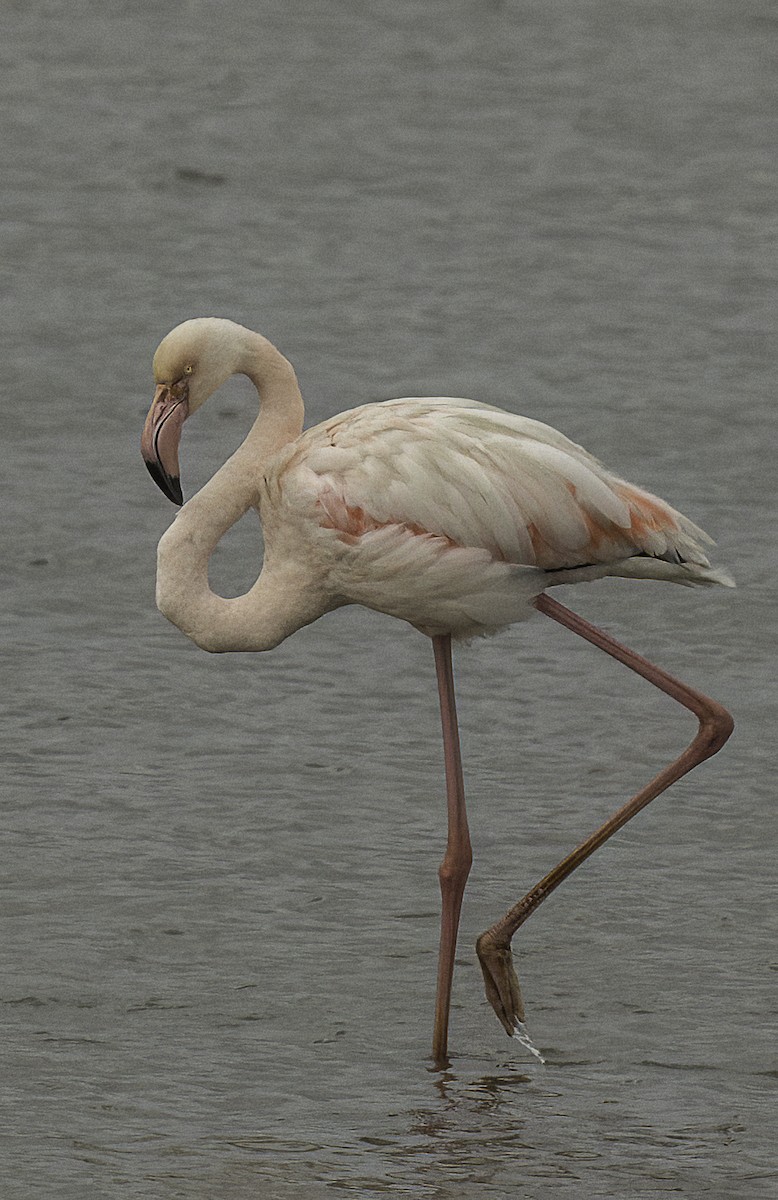 Greater Flamingo - ML625484864