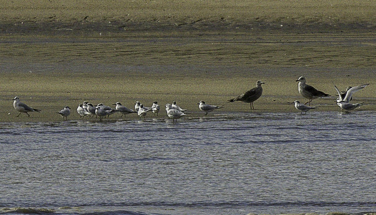 Sandwich Tern - ML625484949