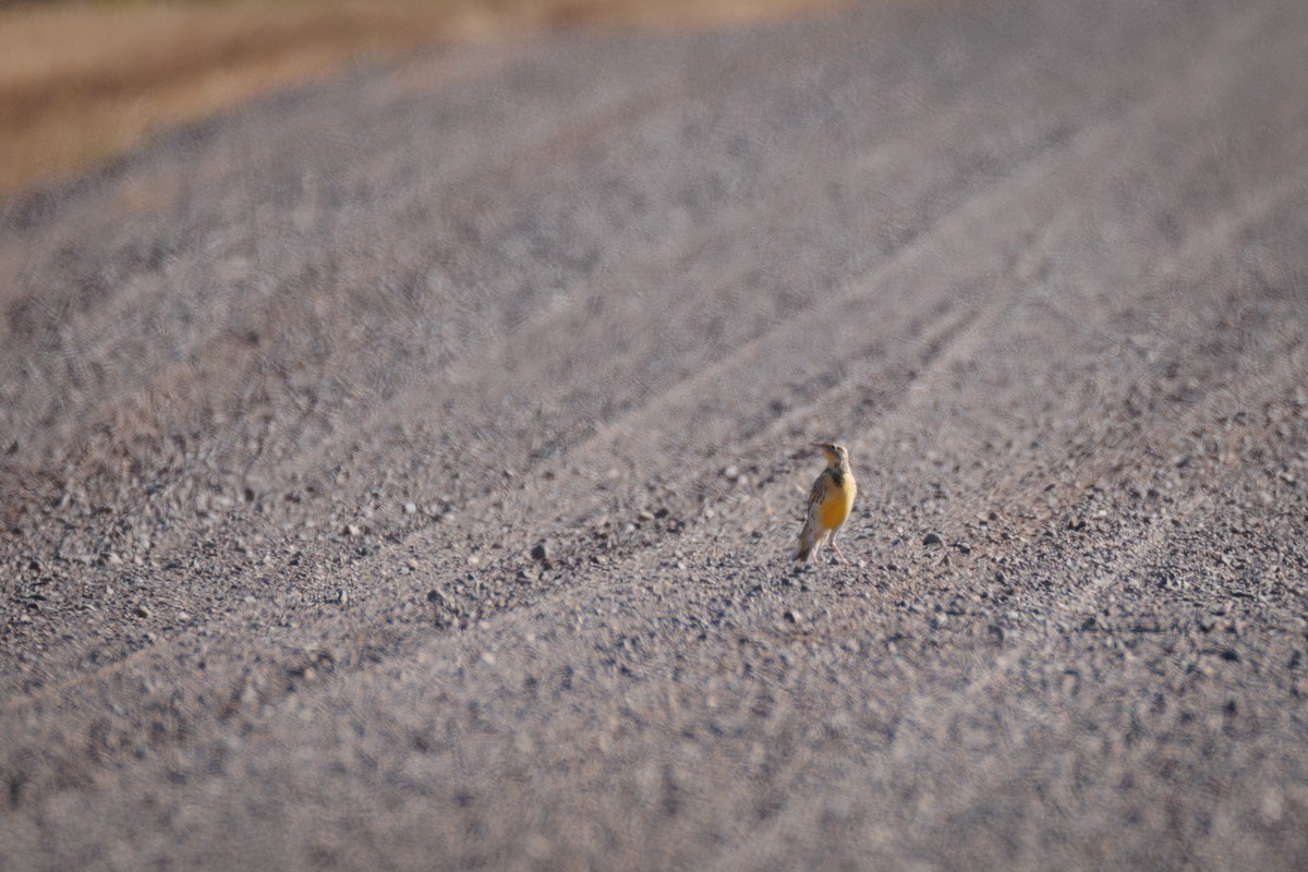 Sturnella meadowlark sp. - ML625485163