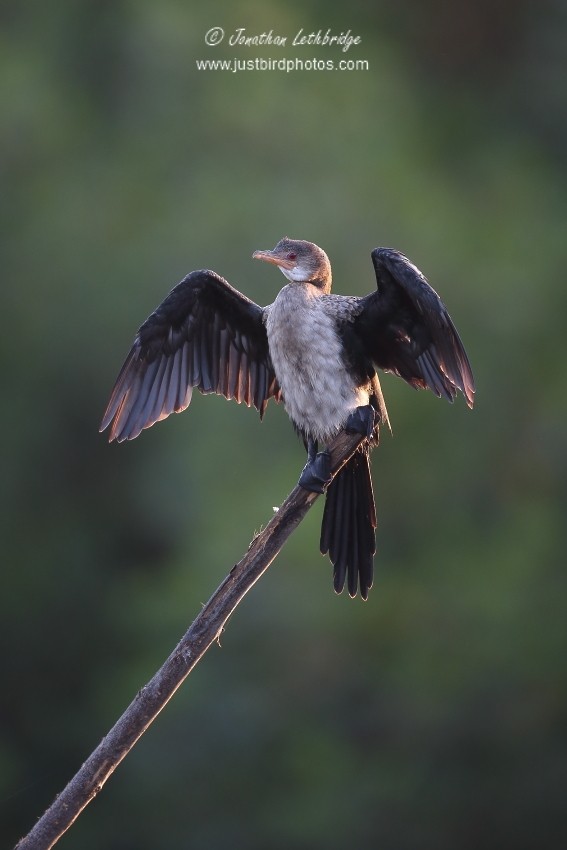 Reed Cormorant - ML625485199