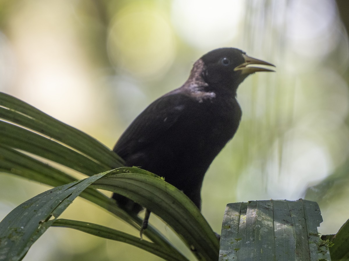 Scarlet-rumped Cacique - ML625485236