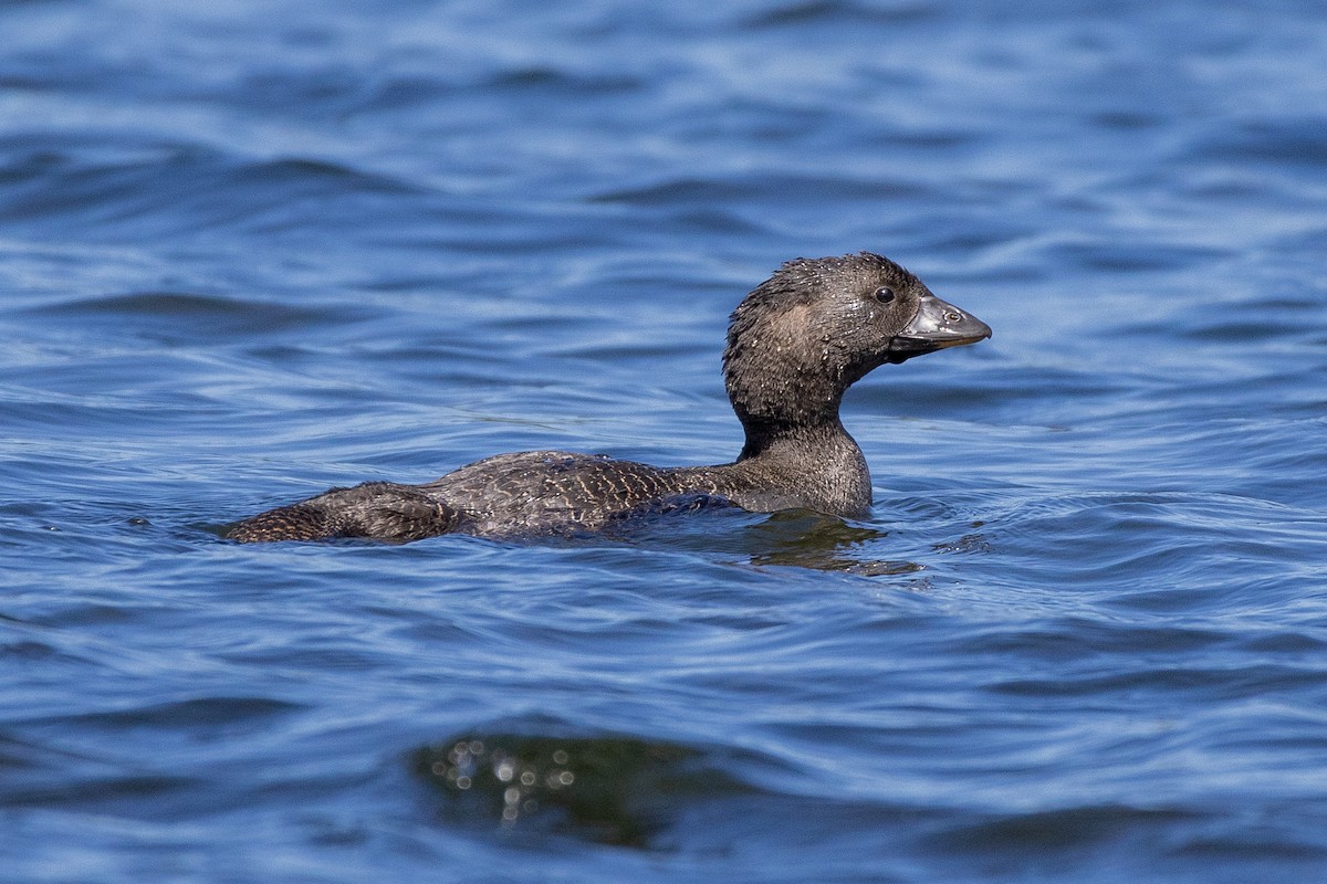 Musk Duck - ML625485490