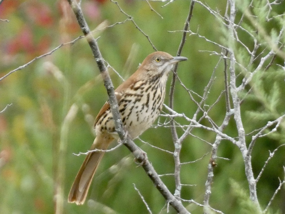 Brown Thrasher - ML625485608