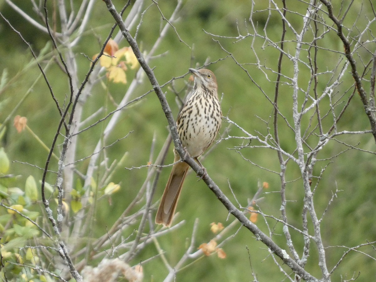 Brown Thrasher - ML625485609