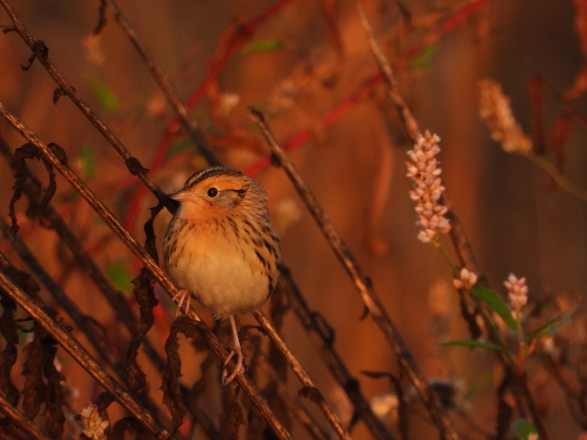 LeConte's Sparrow - ML625485675