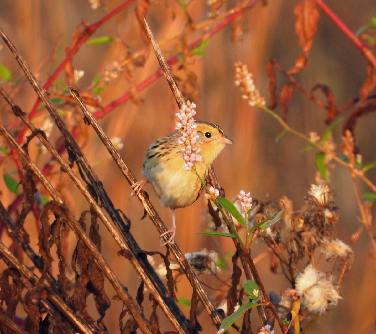 LeConte's Sparrow - ML625485692
