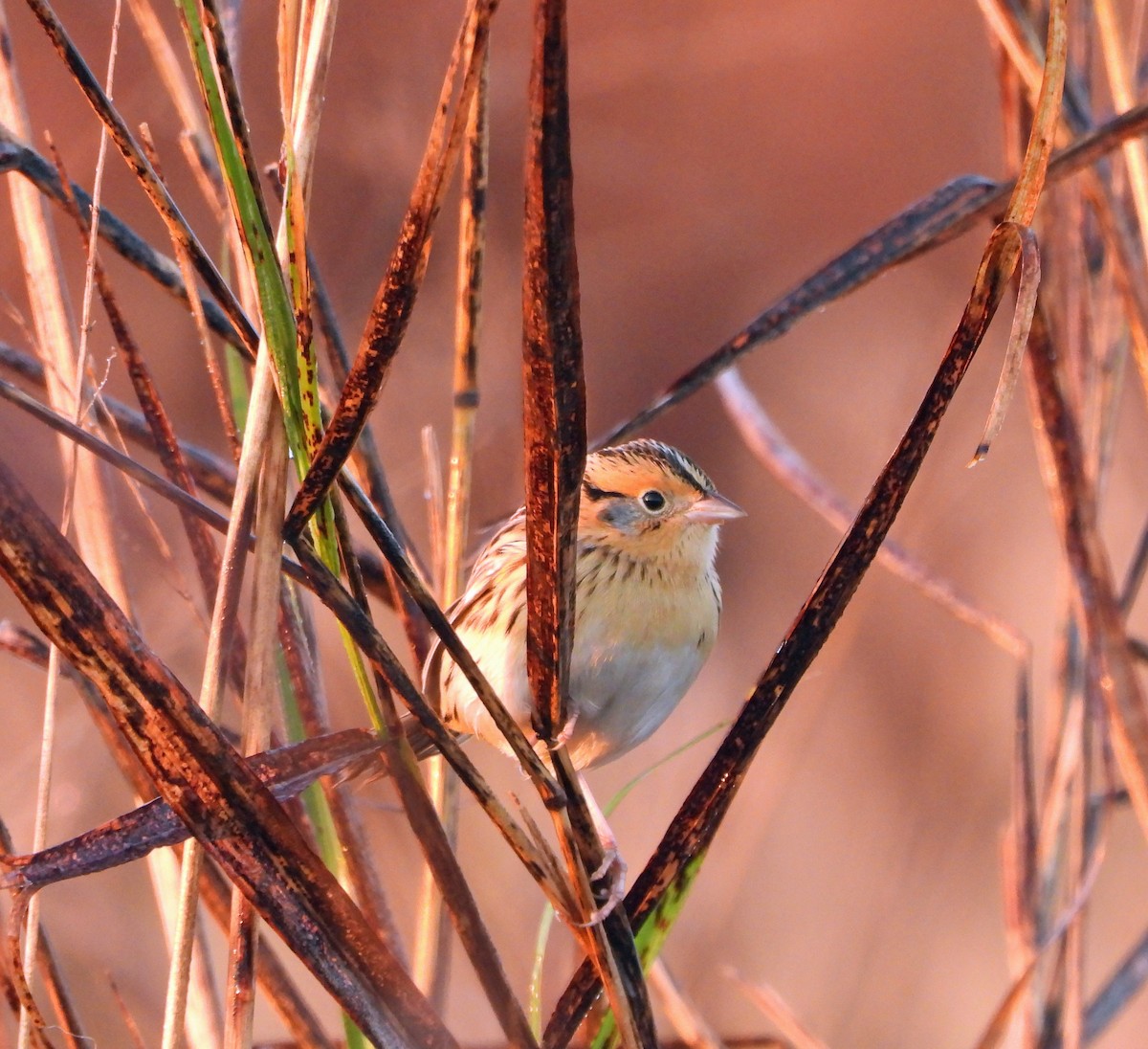 LeConte's Sparrow - ML625485703