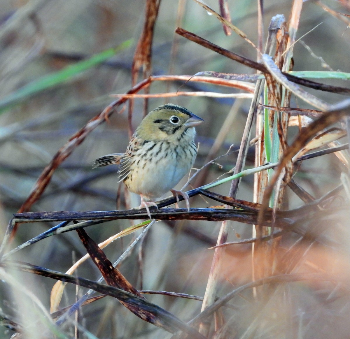 Henslow's Sparrow - ML625485719