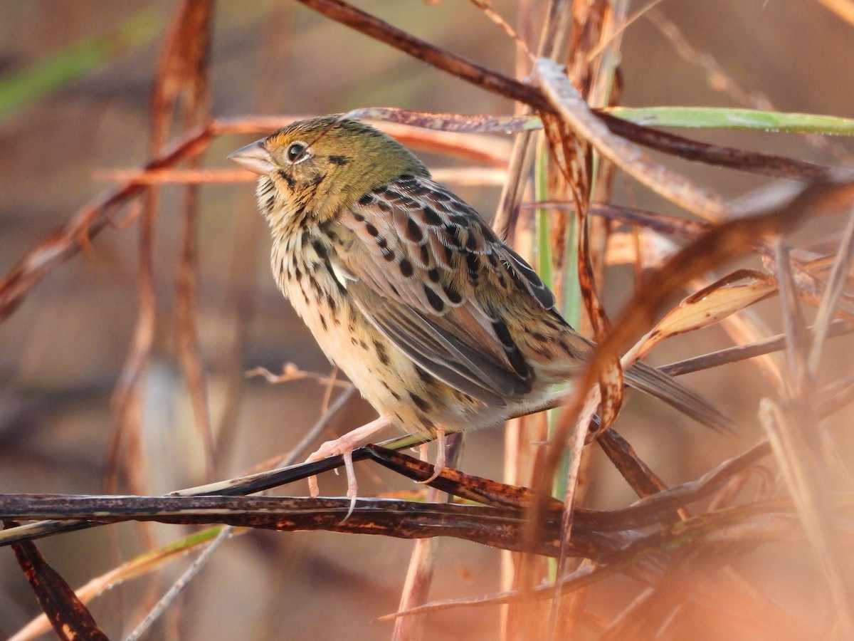 Henslow's Sparrow - ML625485737