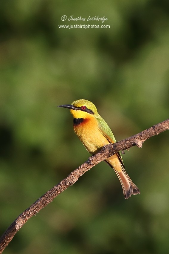 Little Bee-eater - ML625485797
