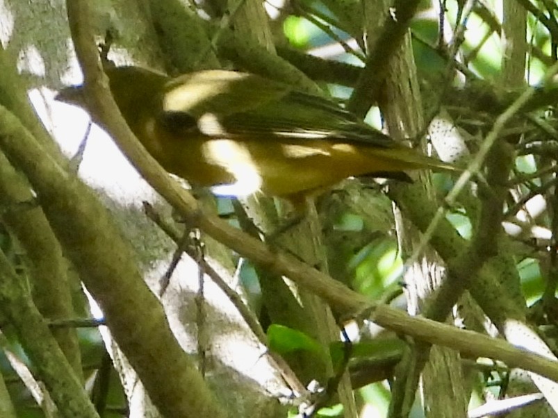 Piranga écarlate - ML625485798